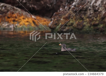 Auklet swimming in a rocky area Auklet swimming in a rocky area 134664379