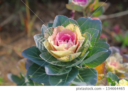 The beautiful yellow and pink leaves of the leaf peonies blooming in the garden in early winter The beautiful yellow and pink leaves of the leaf peonies blooming in the garden in early winter 134664465