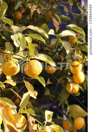 Fruitful citrus fruits Fruitful citrus fruits 134664484