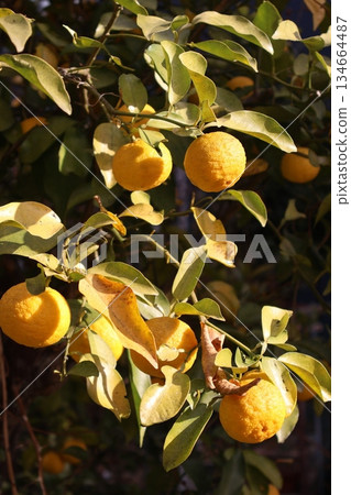 Fruitful citrus fruits Fruitful citrus fruits 134664487