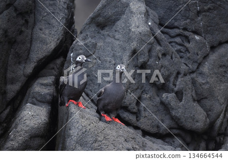 A spectacled guillemot in its summer plumage resting on a rocky outcrop A spectacled guillemot in its summer plumage resting on a rocky outcrop 134664544