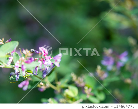 純淨美麗的灌木三葉草花 純淨美麗的灌木三葉草花 134664773