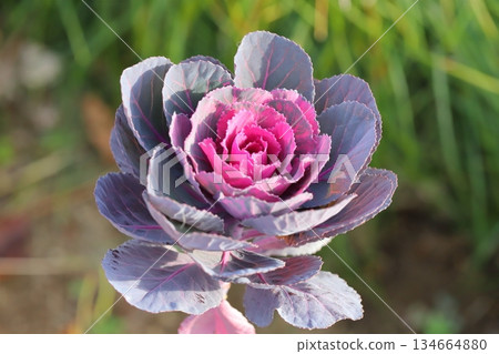 初冬時節，花園裡盛開著色彩繽紛的粉紫色金魚草。 134664880