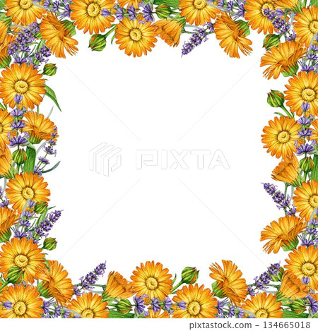 Lavender and calendula flowers square frame decor element watercolor illustration. Hand drawn fresh calendula mixed with lavender stems floral frame isolated on white background. 134665018