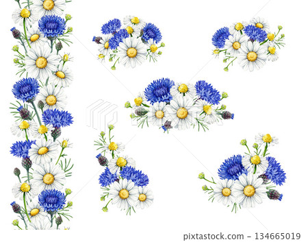 Chamomile blossoms with blue cornflowers decor element set vintage style watercolor illustration. Hand drawn wildflower meadow flowers floral decoration collection on white background 134665019