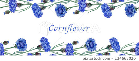 Blue cornflower seamless border watercolor illustration. Hand drawn centaurea cyanus meadow wildflower vintage style illustration. Bachelor's button border decor element isolated on white background. 134665020