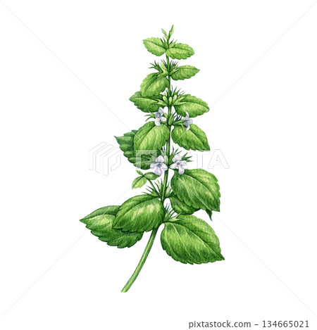 Lemon balm herb watercolor illustration on white background. Hand drawn melissa officinalis organic plant with leaves vintage style botanical image. Aromatherapy, medicinal calming herb ingredient Lemon balm herb watercolor illustration on white background. Hand drawn melissa officinalis organic plant with leaves vintage style botanical image. Aromatherapy, medicinal calming herb ingredient 134665021