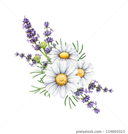 Lavender and chamomile flowers decor element vintage style watercolor illustration. Hand drawn chamomile blossoms and lavender stems floral decoration element isolated on white background Lavender and chamomile flowers decor element vintage style watercolor illustration. Hand drawn chamomile blossoms and lavender stems floral decoration element isolated on white background 134665023