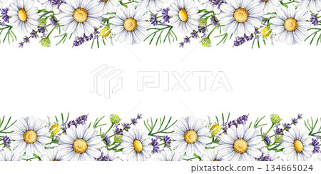 Chamomile with lavender flowers seamless border decor element watercolor illustration. Hand drawn lavender stems and chamomile blossoms floral frame rustic decoration element on white background Chamomile with lavender flowers seamless border decor element watercolor illustration. Hand drawn lavender stems and chamomile blossoms floral frame rustic decoration element on white background 134665024