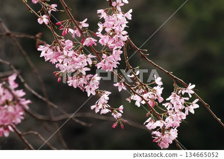 Sakura 134665052