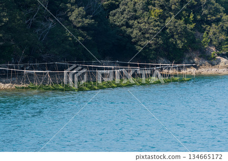 在靜謐的海灣養殖紫菜 134665172