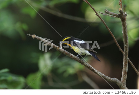A male Narcissus flycatcher catching an insect A male Narcissus flycatcher catching an insect 134665180