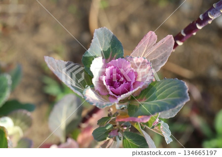 初冬時節，花園裡盛開著綠粉相間的牡丹葉。 134665197