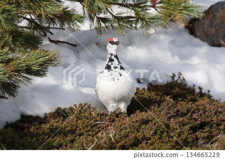 冬季羽毛的雄性岩雷鳥 134665229