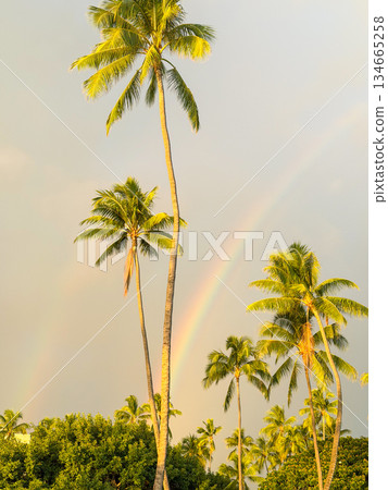 夏威夷彩虹海天棕櫚樹藍天日落熱帶風光圖片 夏威夷彩虹海天棕櫚樹藍天日落熱帶風光圖片 134665258