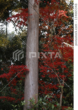 Autumn leaves at Ryutanji Temple in Hamamatsu Autumn leaves at Ryutanji Temple in Hamamatsu 134665348
