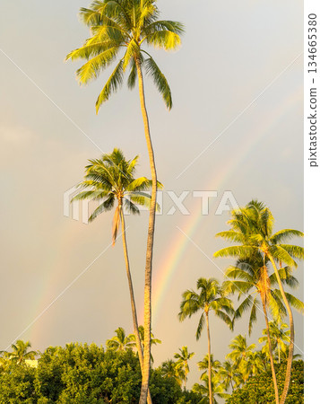 Hawaii rainbow sea and sky palm trees blue sky sunset tropical landscape image 134665380