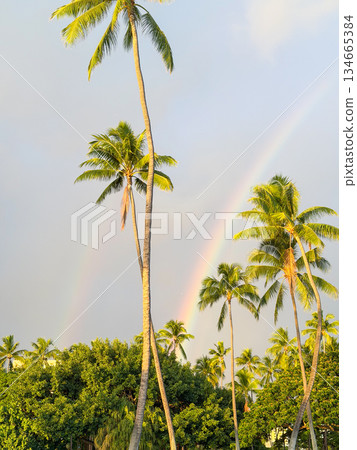 Hawaii rainbow sea and sky palm trees blue sky sunset tropical landscape image Hawaii rainbow sea and sky palm trees blue sky sunset tropical landscape image 134665384