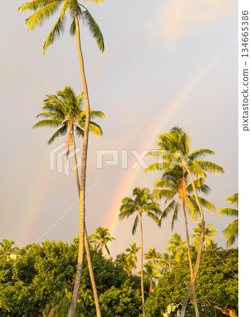 夏威夷彩虹、大海和天空，棕櫚樹，藍天日落，熱帶風光圖片 134665386