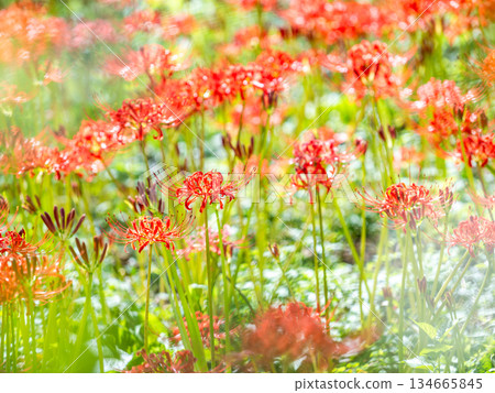 秋季的季節性景象：美麗純潔的紅色彼岸花盛開 134665845