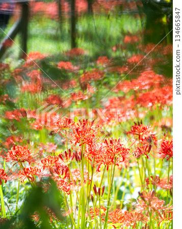 A seasonal sight in autumn: the gorgeous and pure blooming red spider lilies A seasonal sight in autumn: the gorgeous and pure blooming red spider lilies 134665847
