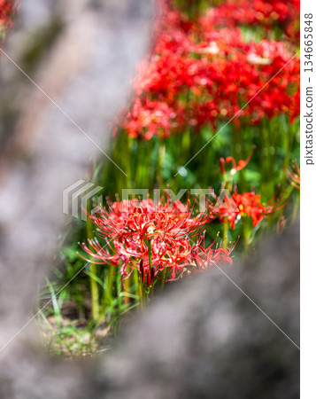 A seasonal sight in autumn: the gorgeous and pure blooming red spider lilies A seasonal sight in autumn: the gorgeous and pure blooming red spider lilies 134665848