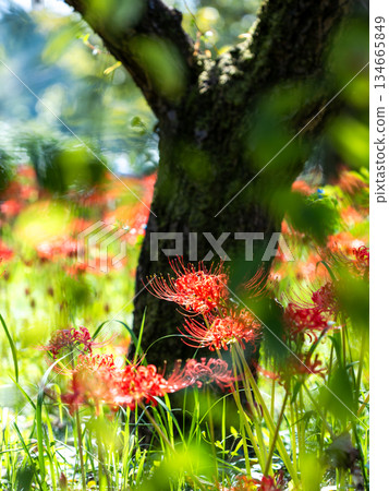 A seasonal sight in autumn: the gorgeous and pure blooming red spider lilies 134665849
