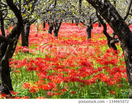 A seasonal sight in autumn: the gorgeous and pure blooming red spider lilies A seasonal sight in autumn: the gorgeous and pure blooming red spider lilies 134665872