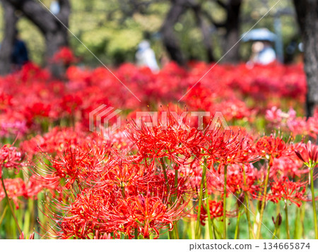 A seasonal sight in autumn: the gorgeous and pure blooming red spider lilies 134665874