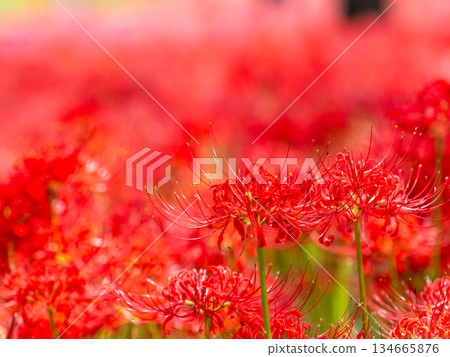 A seasonal sight in autumn: the gorgeous and pure blooming red spider lilies 134665876