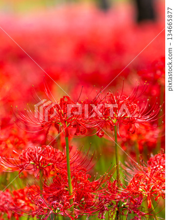 A seasonal sight in autumn: the gorgeous and pure blooming red spider lilies 134665877