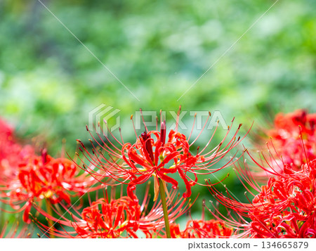 秋季的季節性景象:美麗純潔的紅色彼岸花盛開 秋季的季節性景象:美麗純潔的紅色彼岸花盛開 134665879