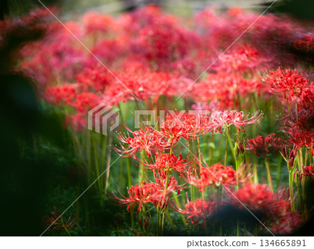 A seasonal sight in autumn: the gorgeous and pure blooming red spider lilies 134665891