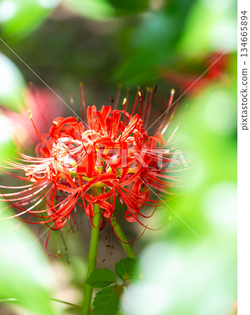 秋季的季節性景象：美麗純潔的紅色彼岸花盛開 134665894