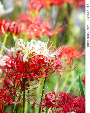 秋天的季節性景象：純紅和純白相間的蜘蛛百合競相綻放，美不勝收。 134665913