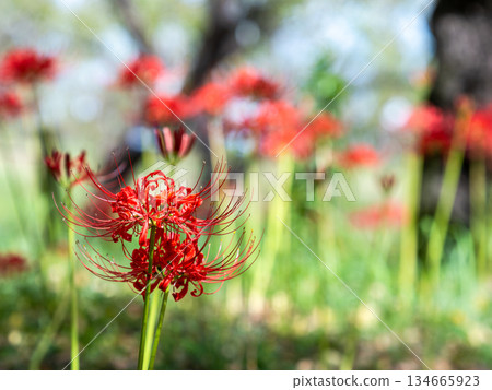 A seasonal sight in autumn: the gorgeous and pure blooming red spider lilies 134665923