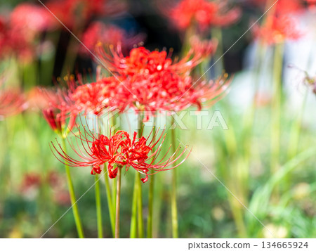 A seasonal sight in autumn: the gorgeous and pure blooming red spider lilies 134665924