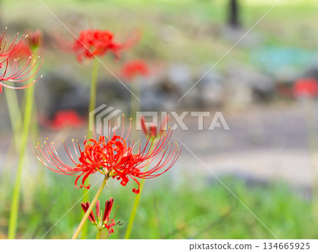 A seasonal sight in autumn: the gorgeous and pure blooming red spider lilies A seasonal sight in autumn: the gorgeous and pure blooming red spider lilies 134665925