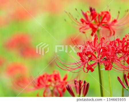 秋季的季節性景象：美麗純潔的紅色彼岸花盛開 134665935