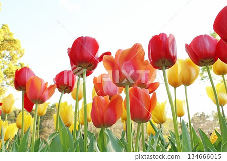 Tulip 134666015