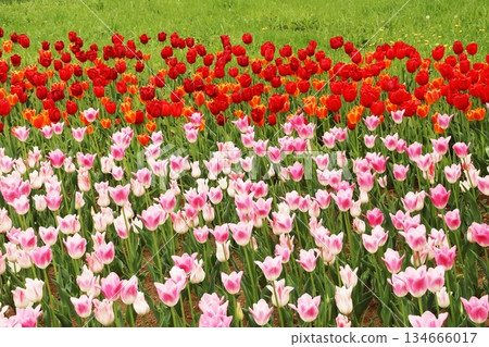 Tulip Tulip 134666017