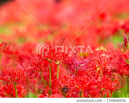 秋季的季節性景象：美麗純潔的紅色彼岸花盛開 134666056