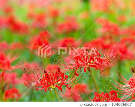 A seasonal sight in autumn: the gorgeous and pure blooming red spider lilies 134666067