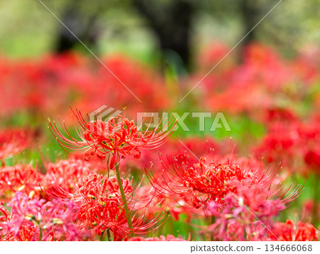 秋季的季節性景象：美麗純潔的紅色彼岸花盛開 134666068