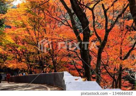The approach to Jakkoin Temple is enveloped in vibrant autumn foliage (Inuyama City) The approach to Jakkoin Temple is enveloped in vibrant autumn foliage (Inuyama City) 134666087