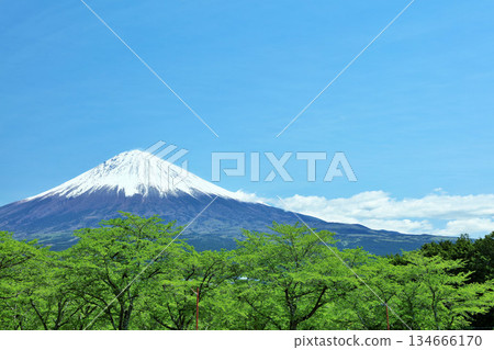 Early summer blue sky and fresh green scenery, and Mt. Fuji 134666170
