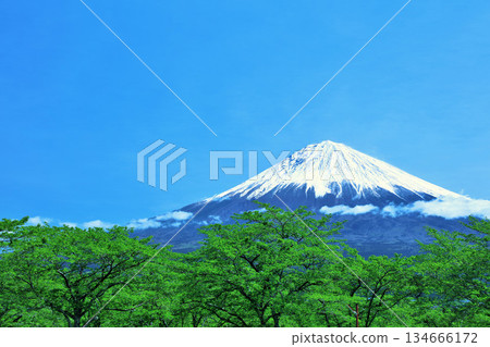 初夏的藍天、新綠、富士山 初夏的藍天、新綠、富士山 134666172