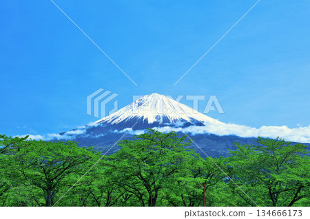 初夏的藍天、新綠、富士山 134666173