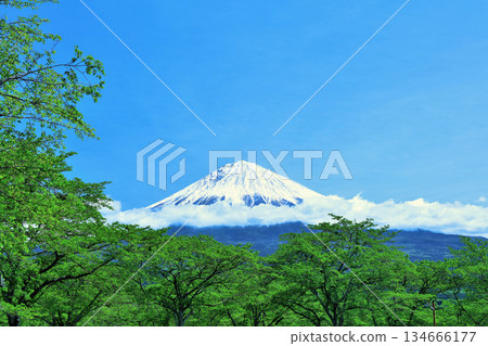 初夏的藍天、新綠、富士山 134666177