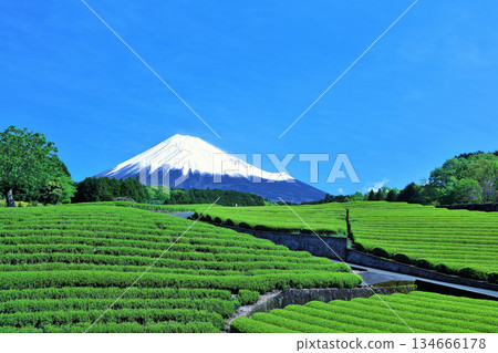 初夏藍天和新鮮的綠茶領域和富士山 134666178